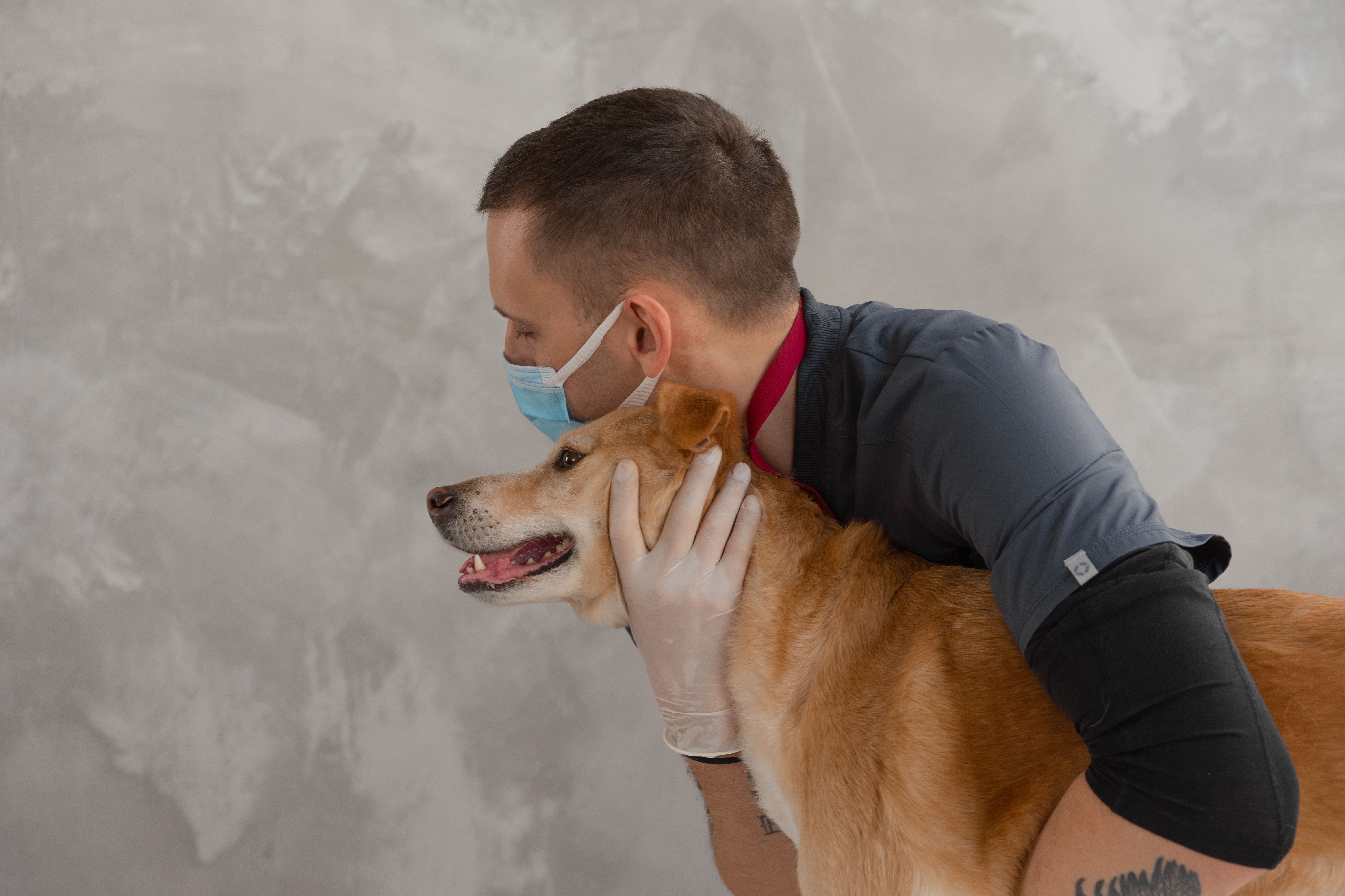 Veterinarian comforting a dog during a routine wellness visit